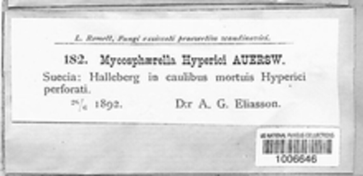 Mycosphaerella hyperici image